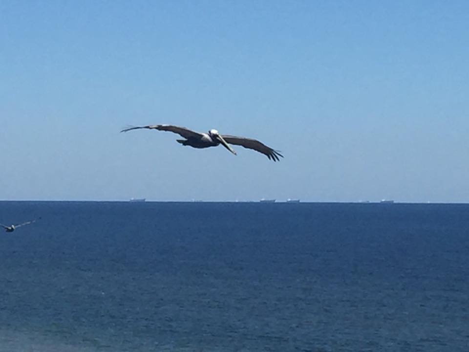 Pelican on the waterfront